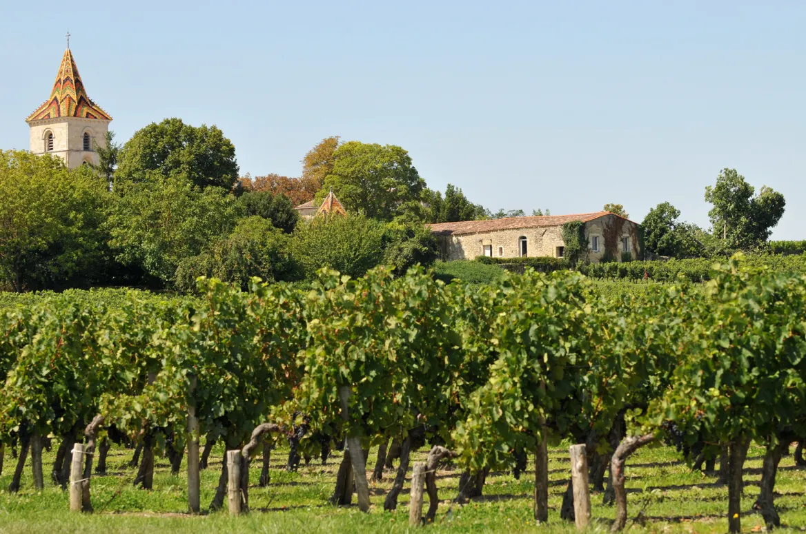 Vignobles coteaux de blaye Photo : AdobeStock Richard Villalon