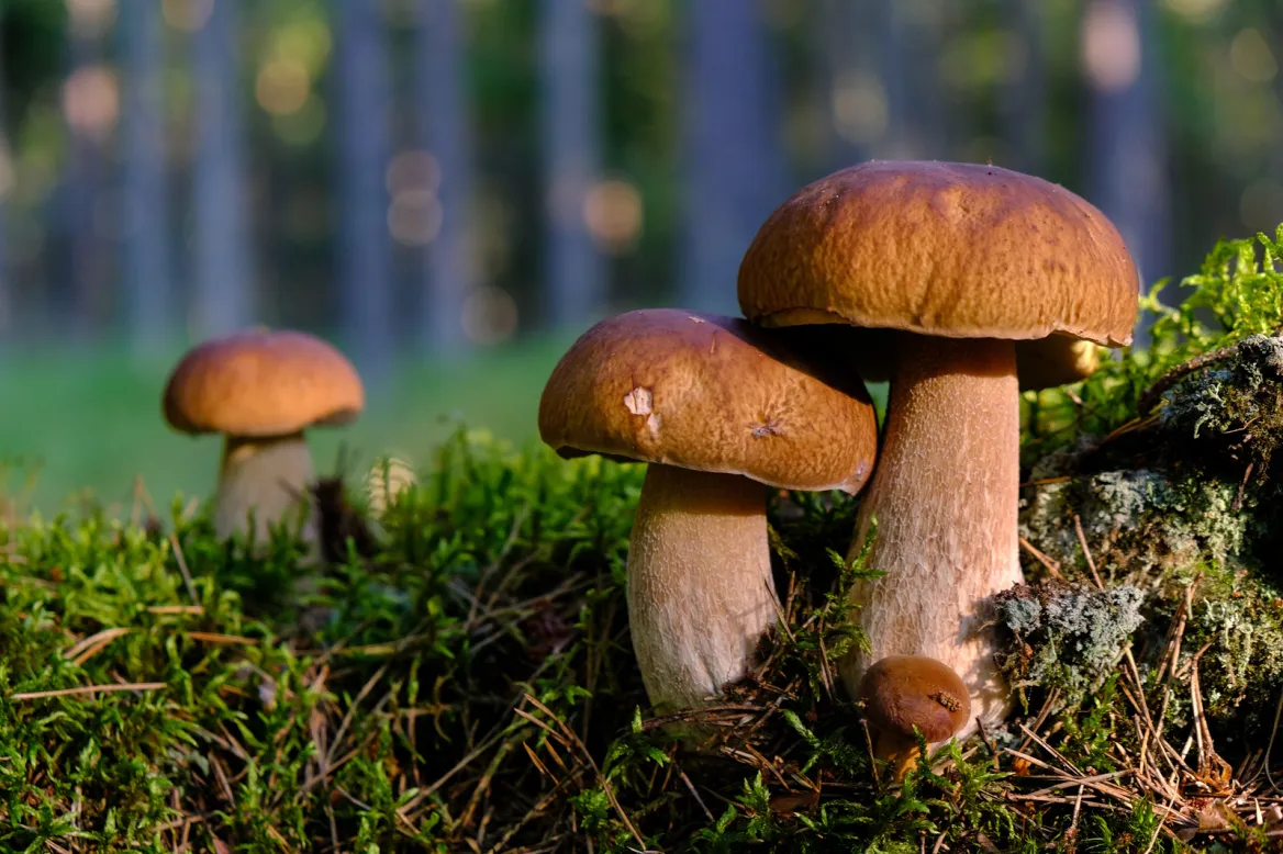 Cepes Photo : Transly Translation Agency Unsplash