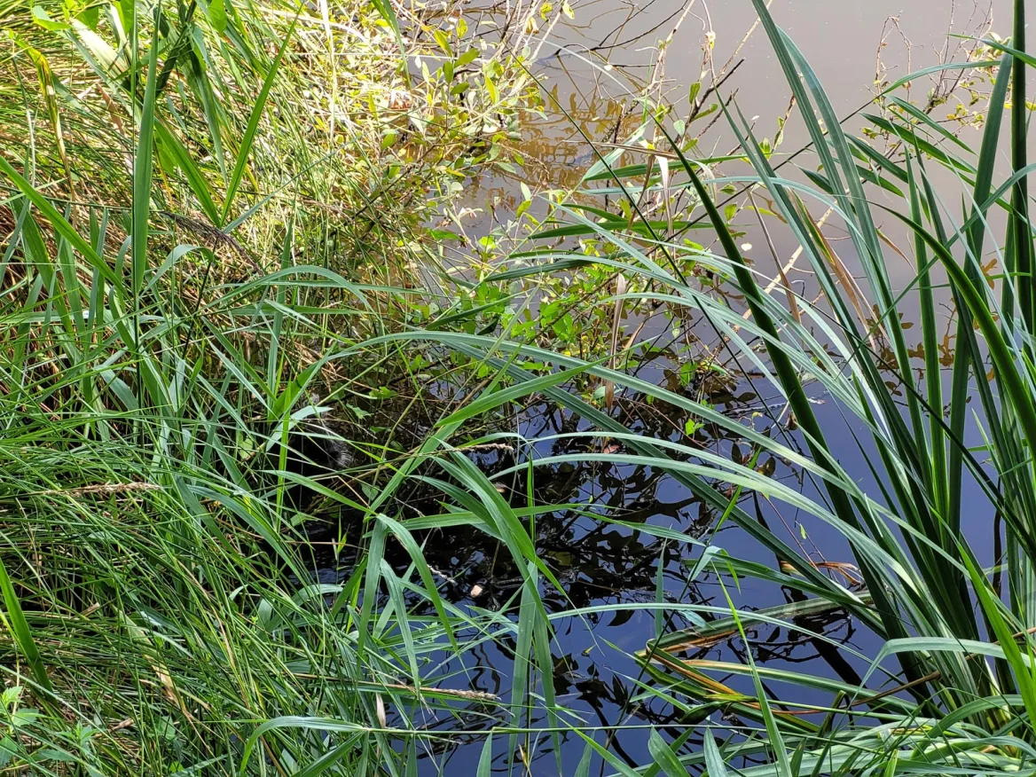 La Lagune de Contaut à Hourtin