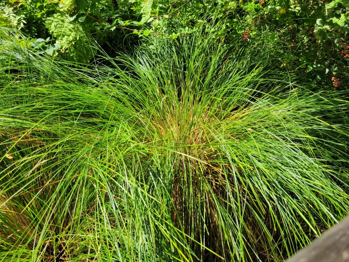 Lagune de Hourtin vegetation