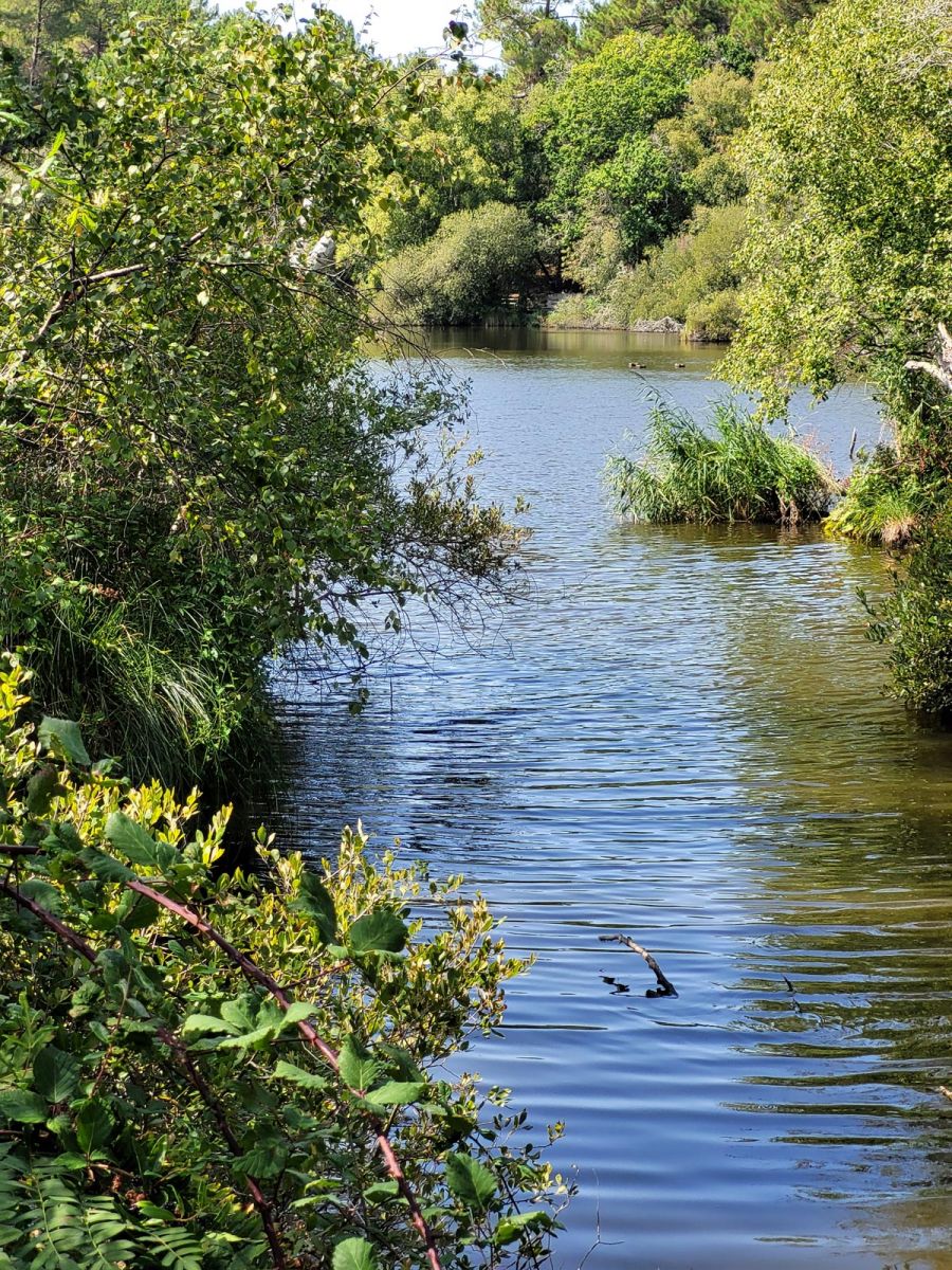 La Lagune de Contaut à Hourtin