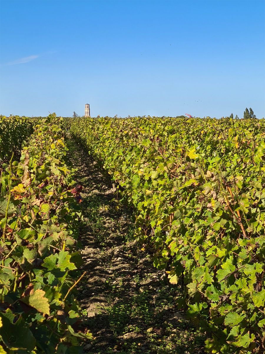 The vineyards of Pauillac