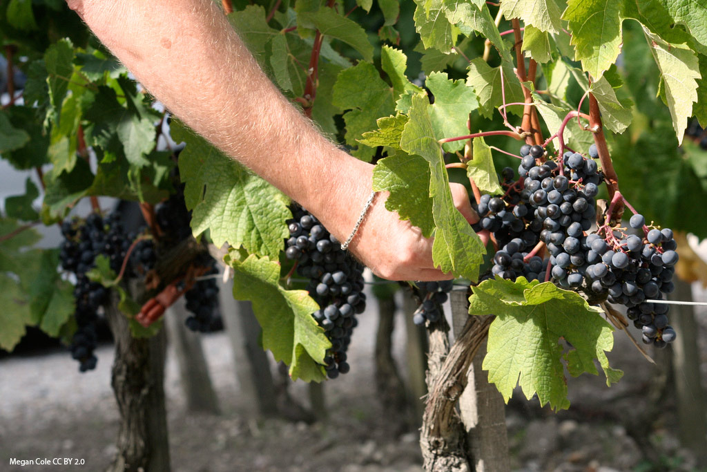 vineyards