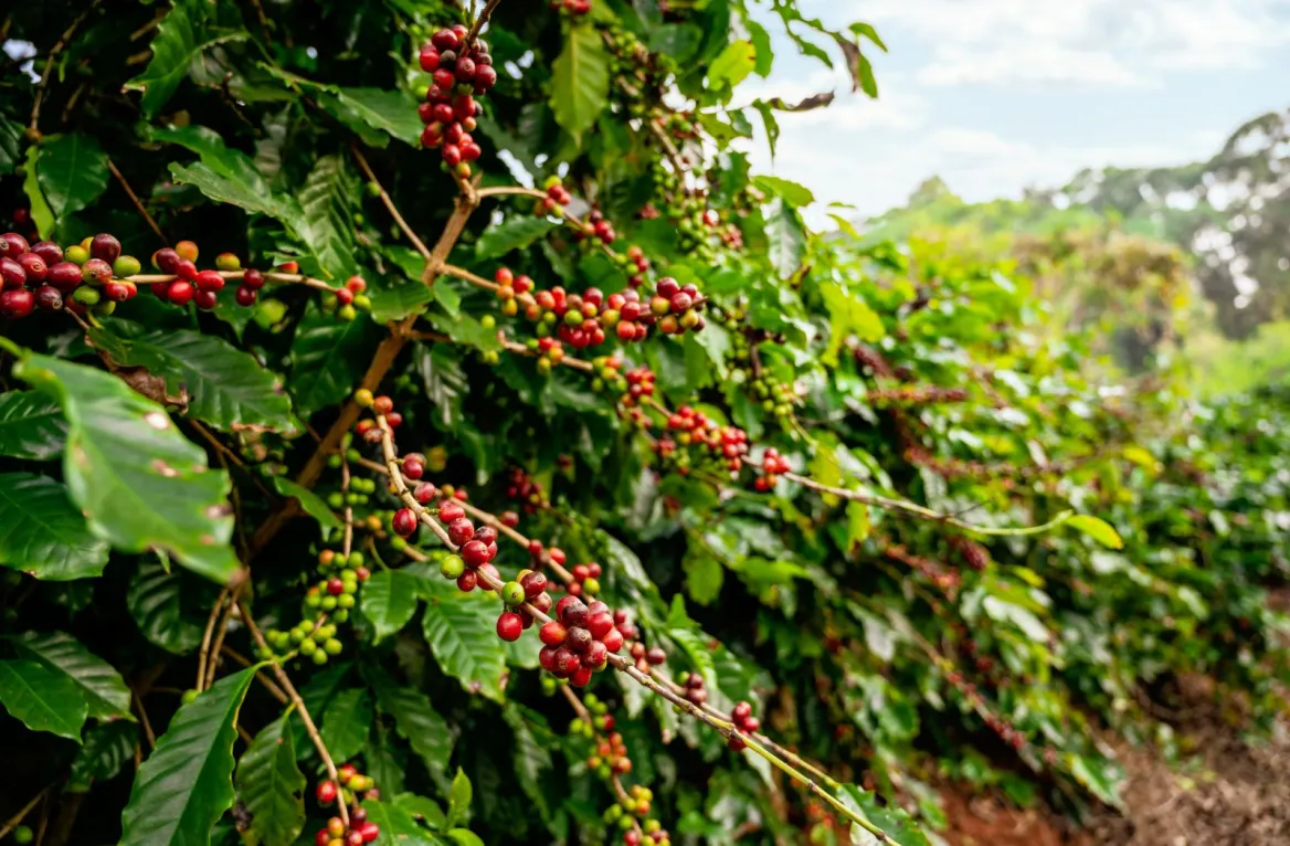 Bordeaux specialty coffee