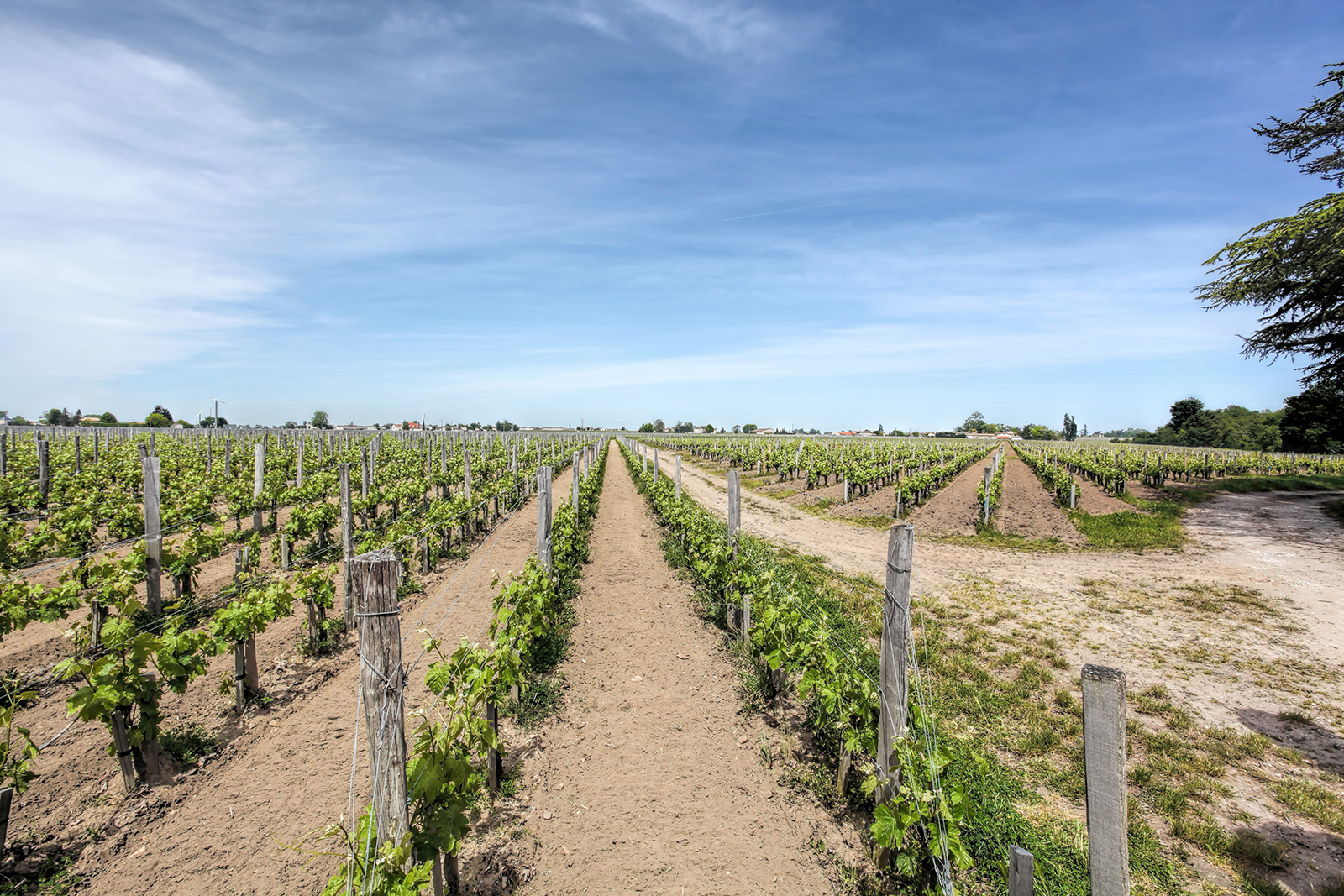 Viñedos de Saint-Émilion