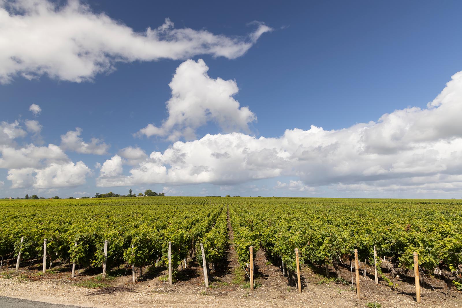 Les vignes du Médoc