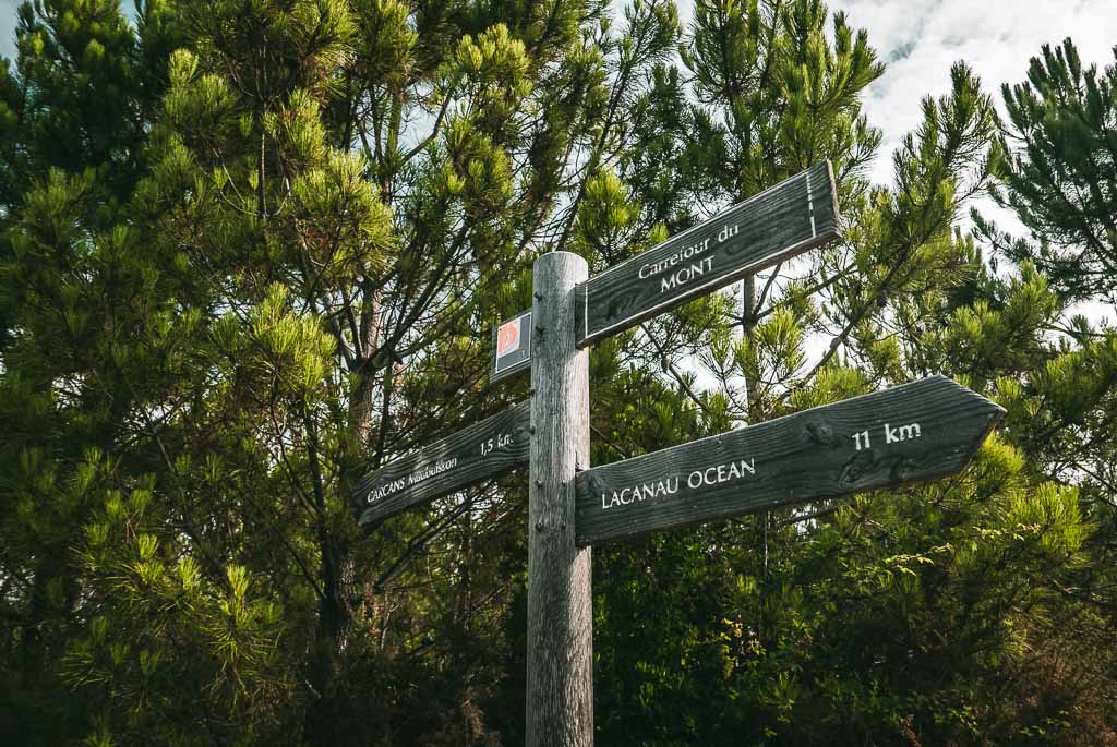 The pine forest of the moors