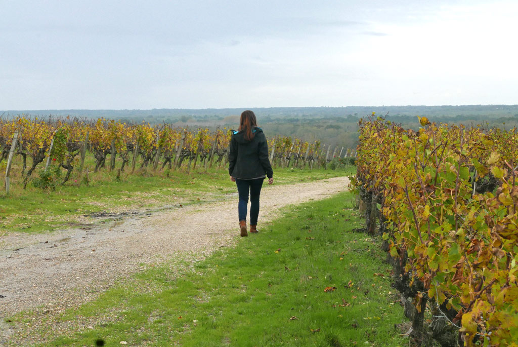 Wine Route Jumping