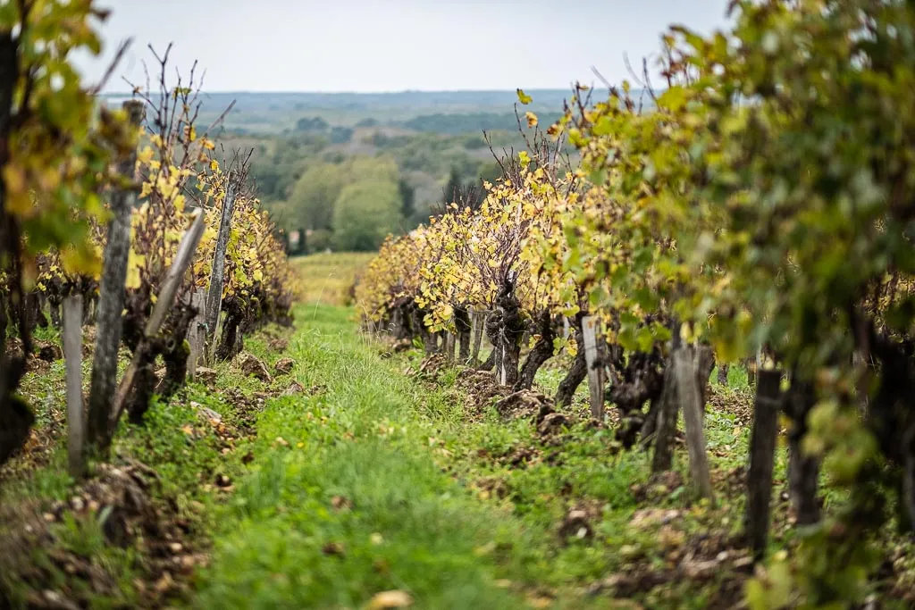 Sauternes wine