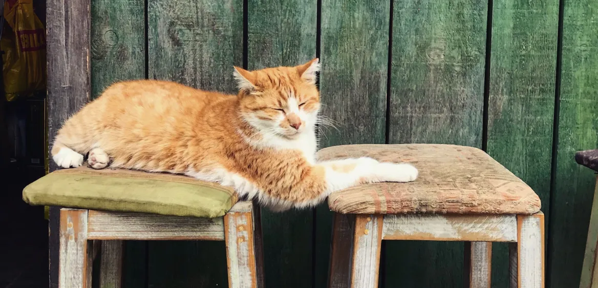 Chat