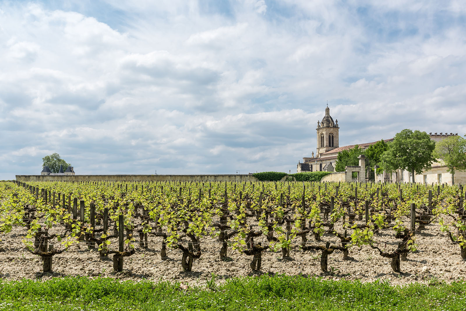 Vignoble à Margaux (Médoc)