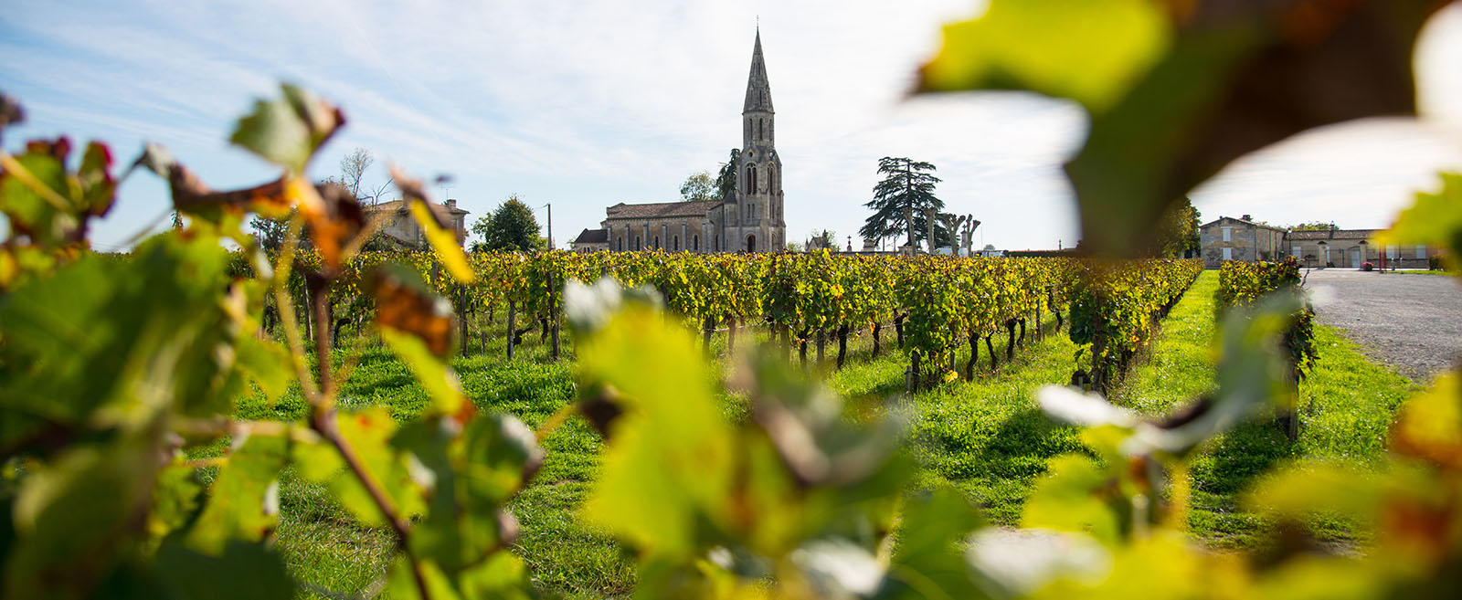Vignes à Pomerol