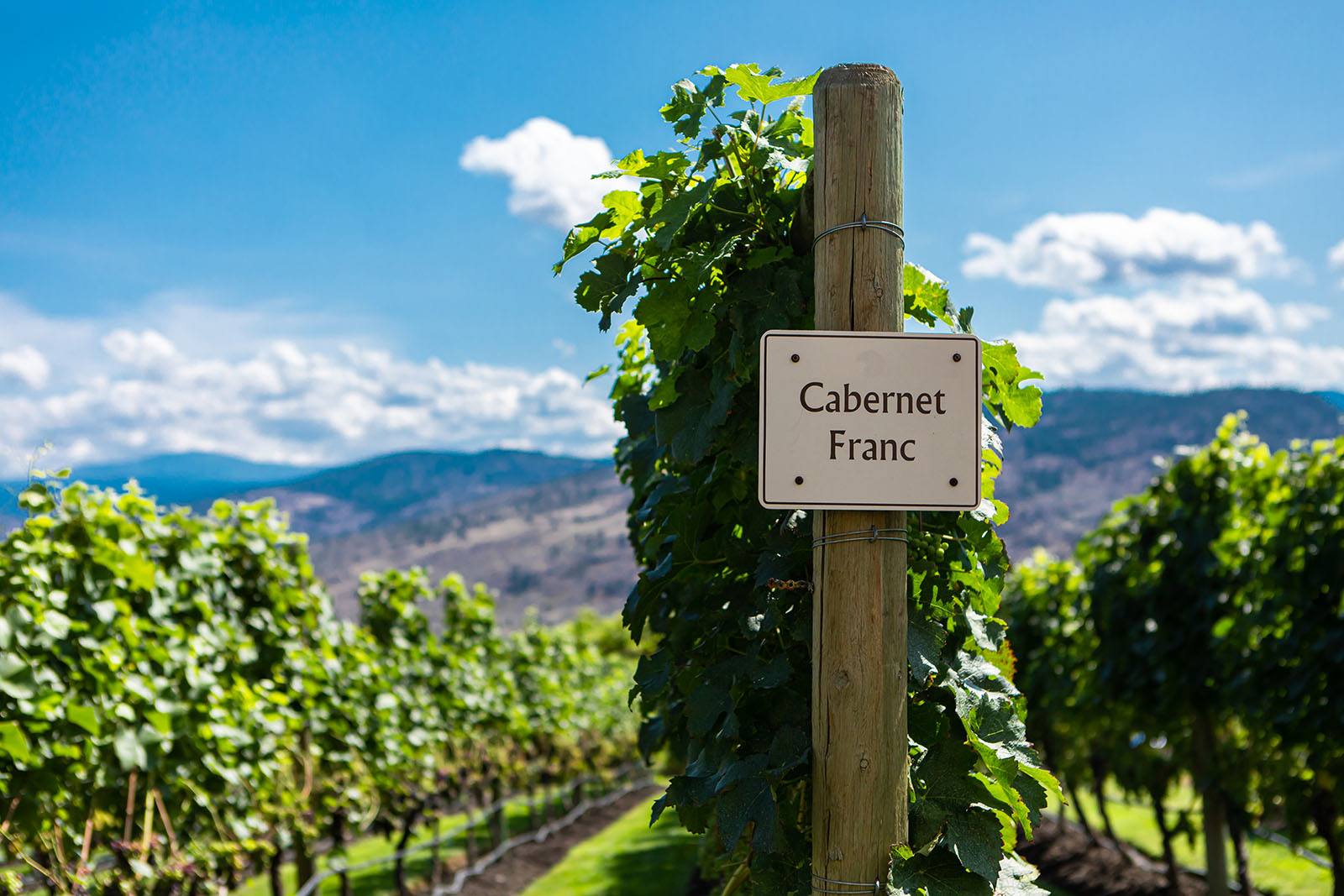 Cabernet Franc