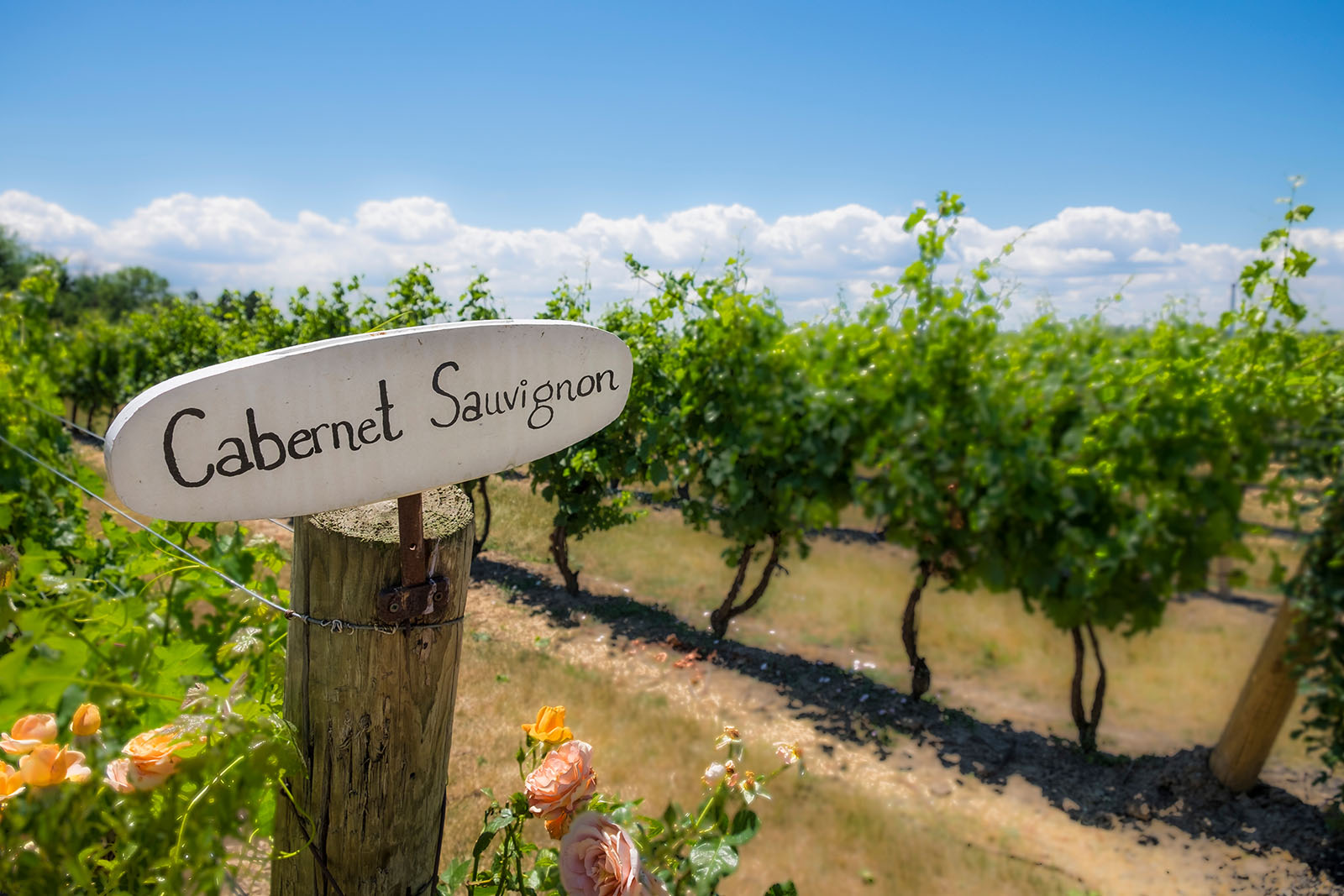 Cabernet Sauvignon
