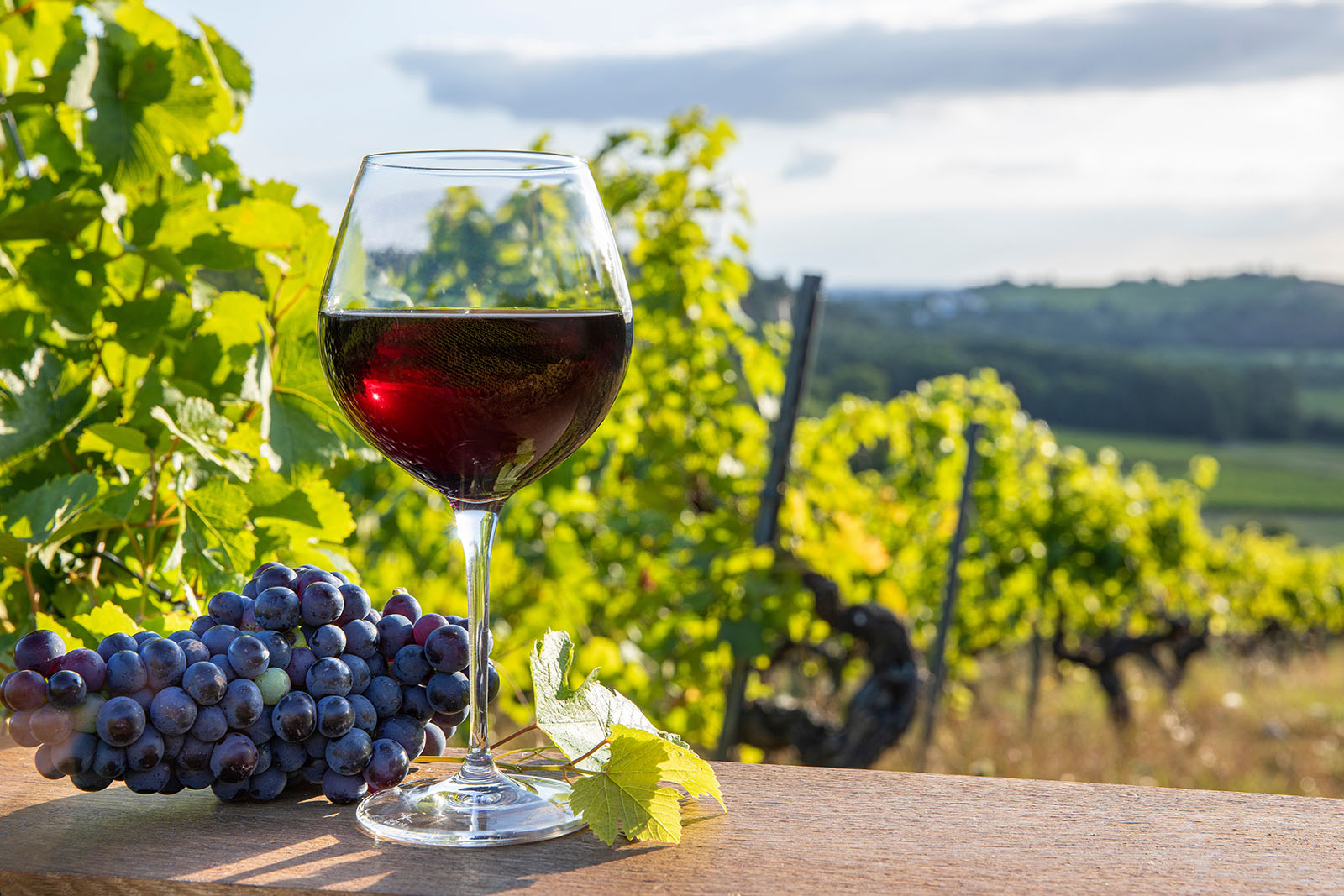 Merlot