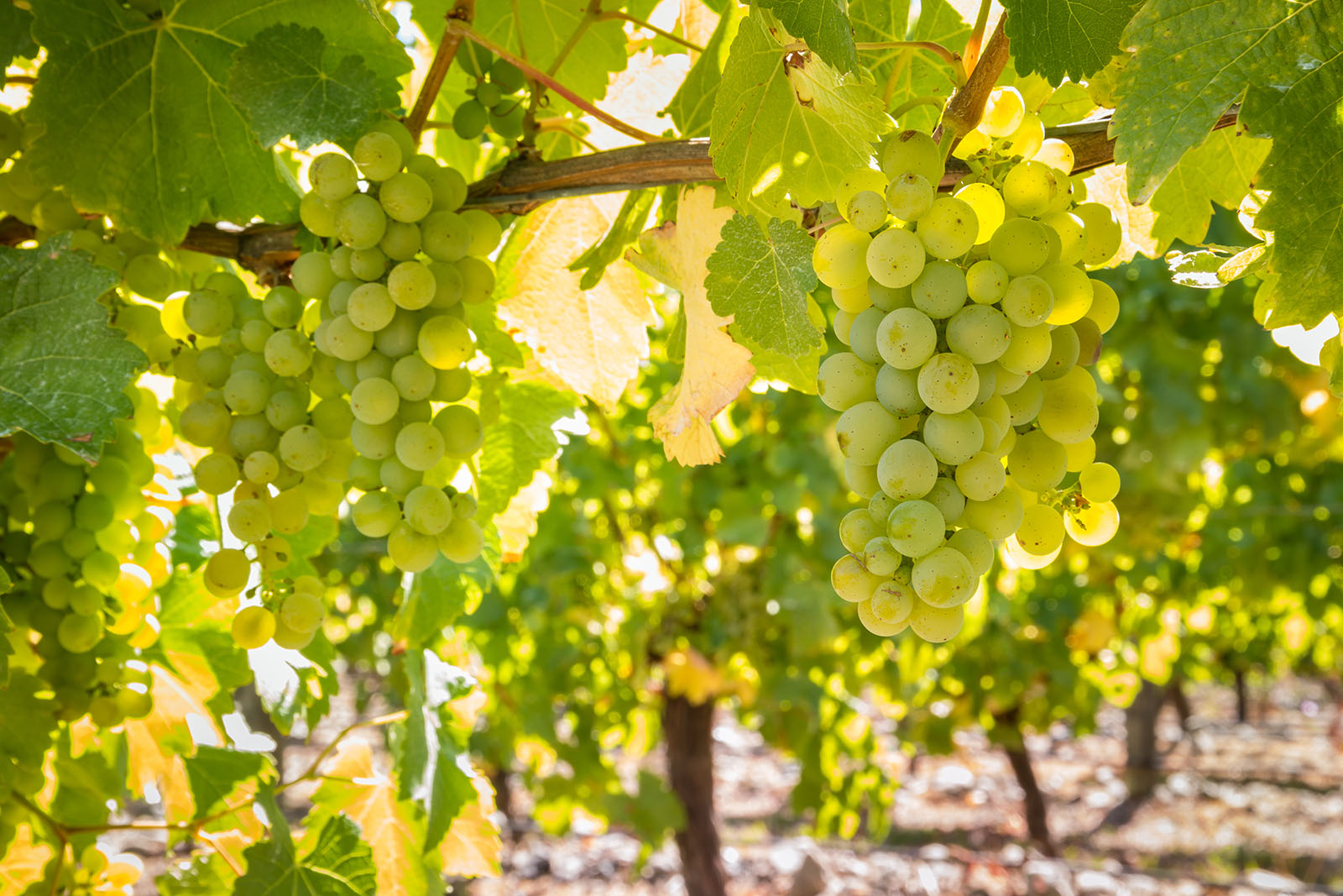 Vin blanc