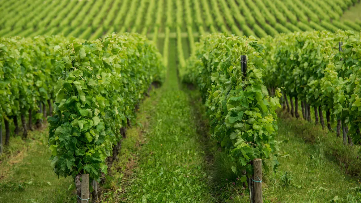 Bordeaux vineyards
